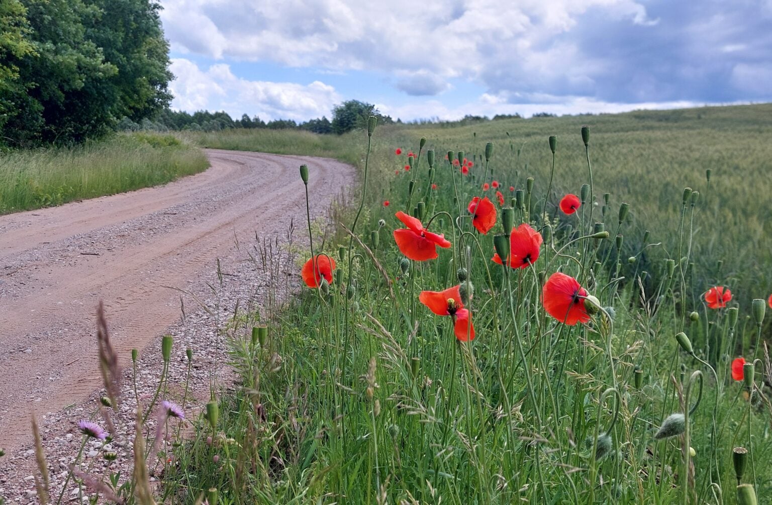 Camp du silence