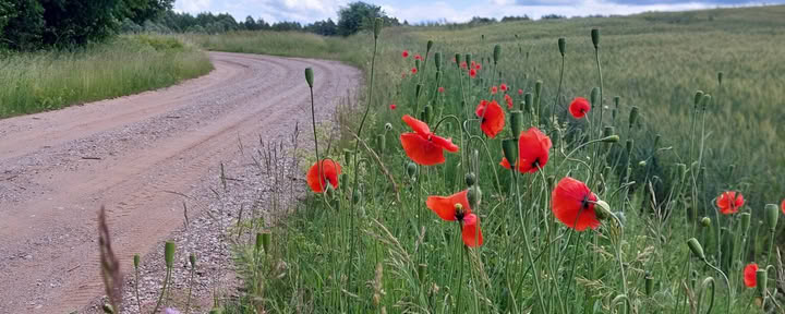 Camp du silence