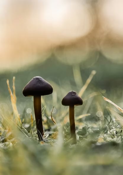 Retraite guidée de psilocybine de 3 jours en pleine nature (Pays-Bas)