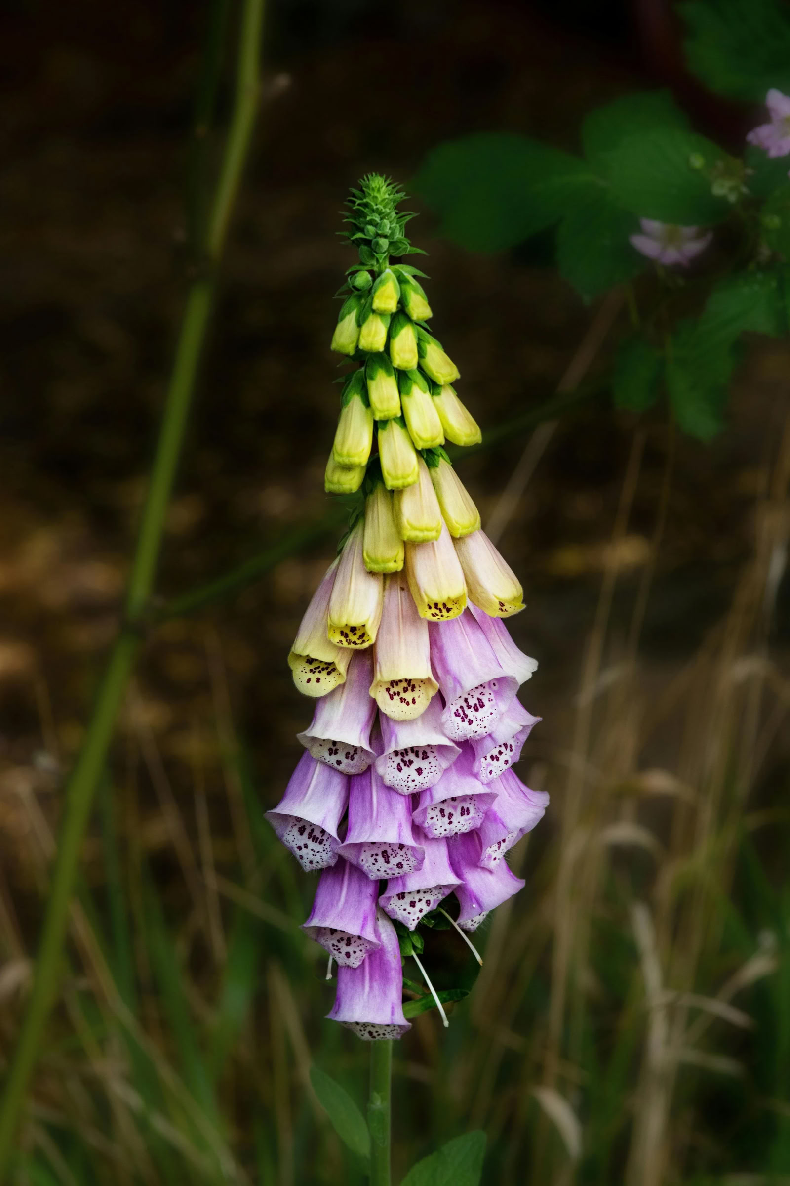 Art + Yoga Retraite Créative : Poterie + Botanicals | Nectar Yoga Retreat