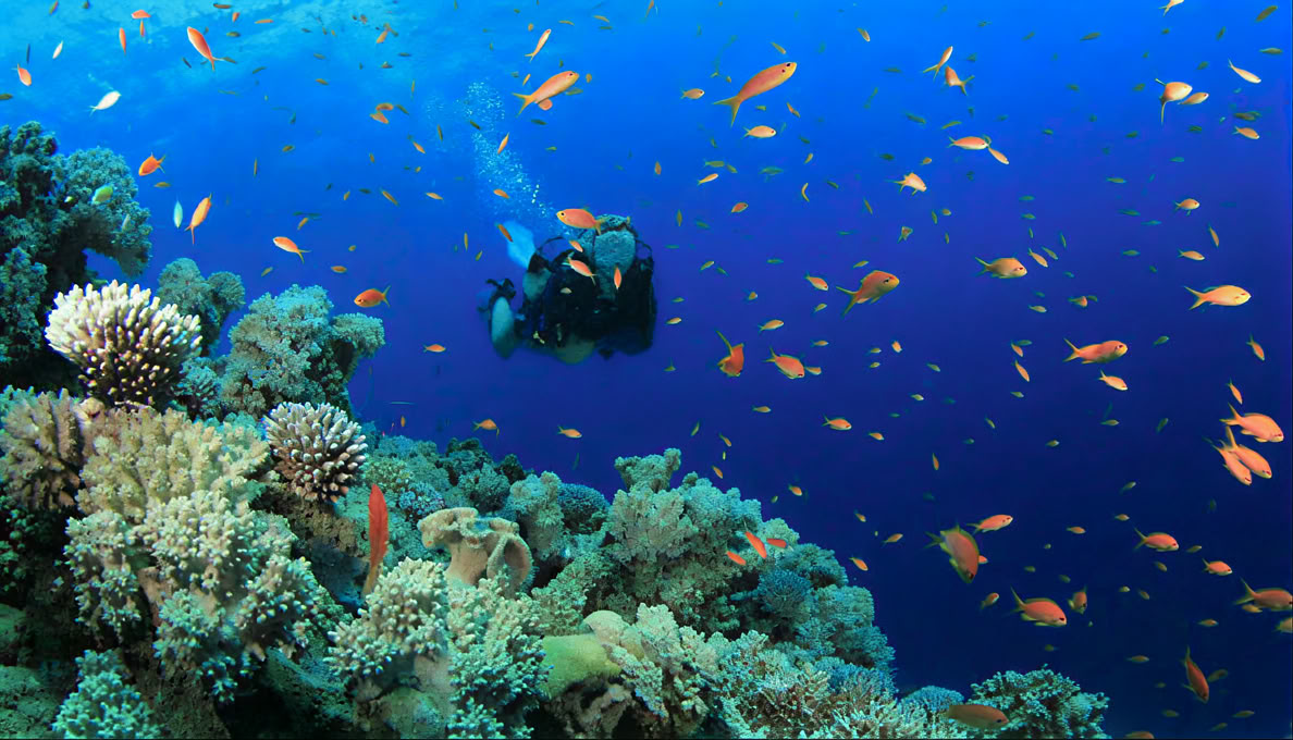 Plongée à l’île de Menjangan