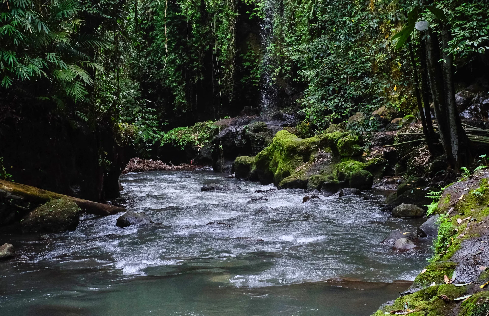 De Jungle Trails à la paix intérieure