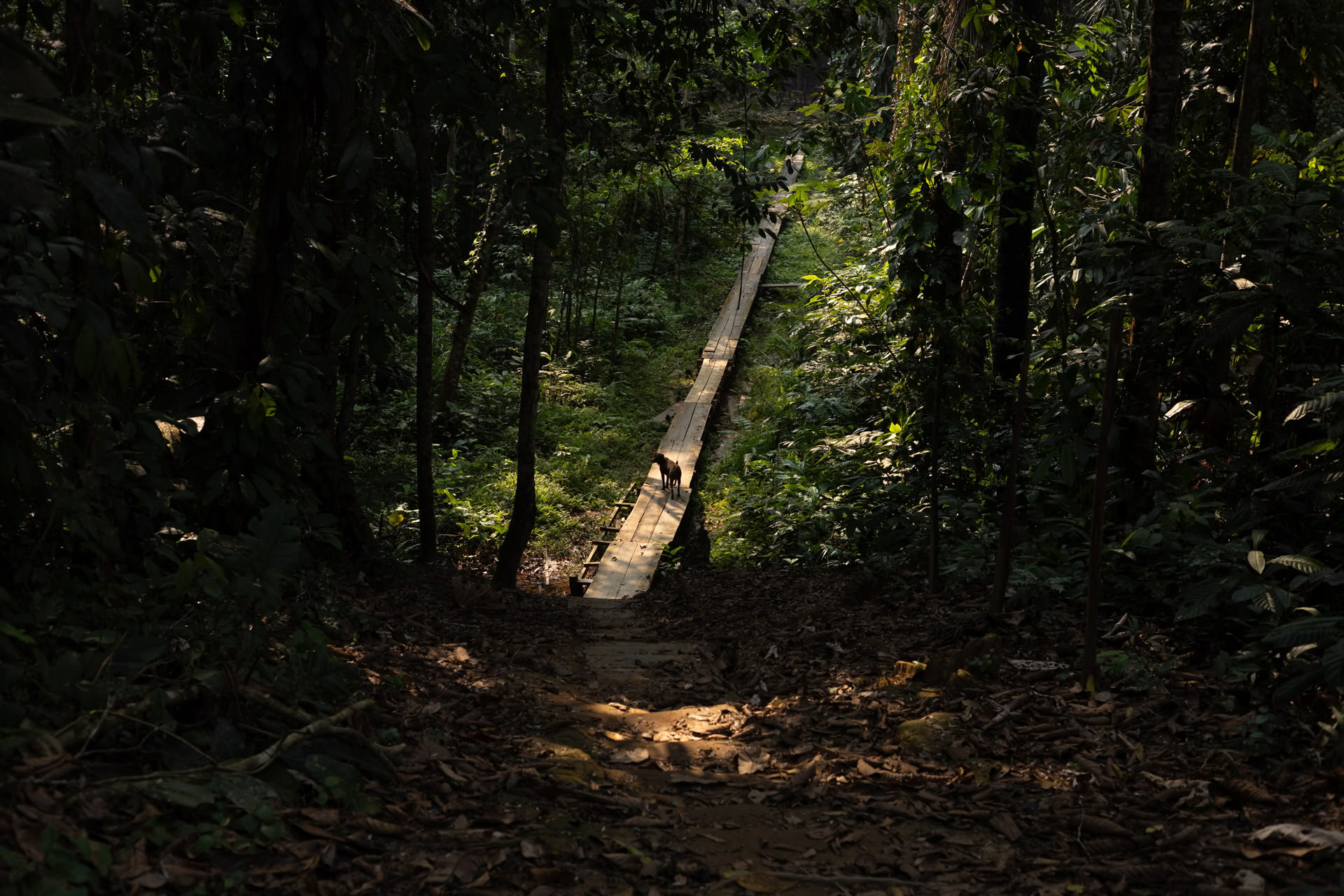 Retraite ayahuasca ouverte à Psychonauta Tribe