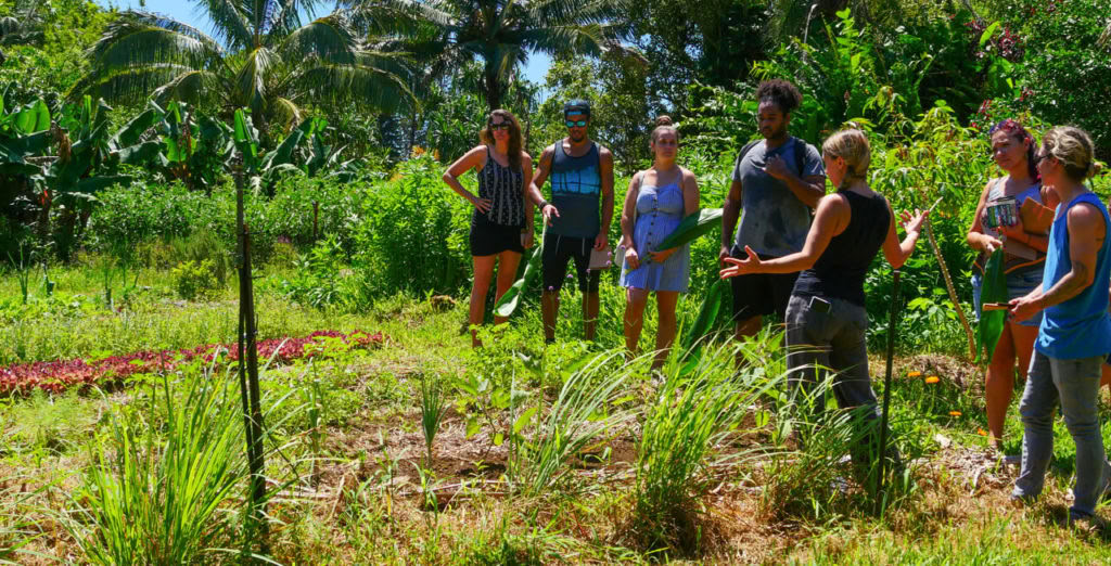 Visite de la ferme Aloha Maui