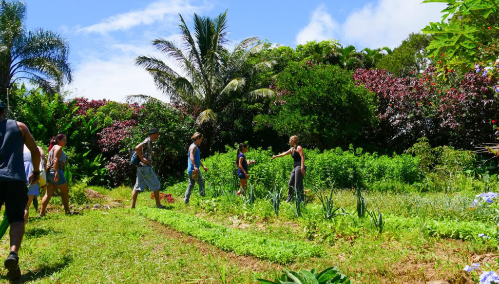 Visite de la ferme Aloha Maui
