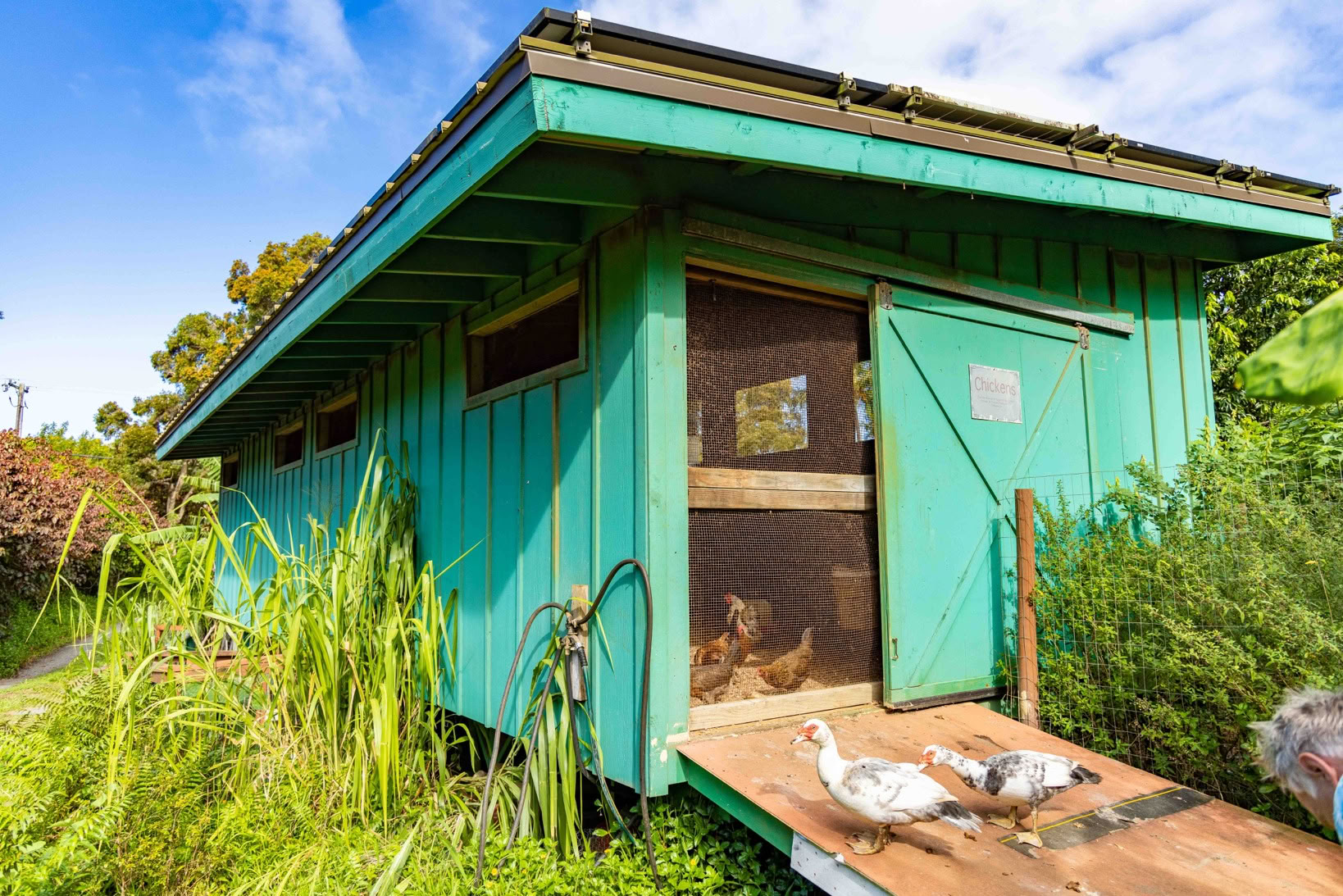 Visite de la ferme Aloha Maui