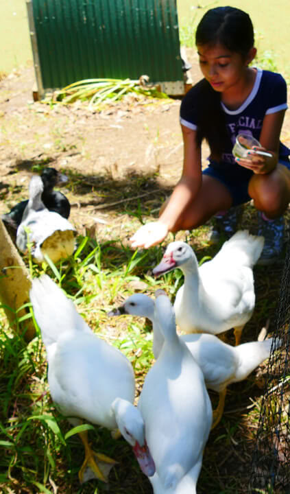 Visite de la ferme Aloha Maui