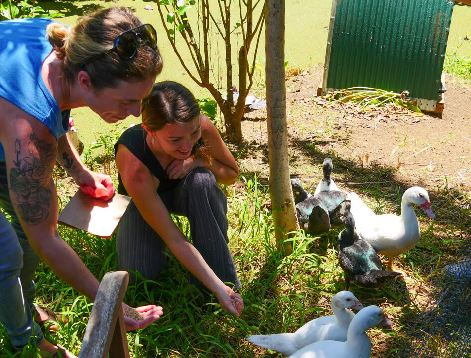 Visite de la ferme Aloha Maui