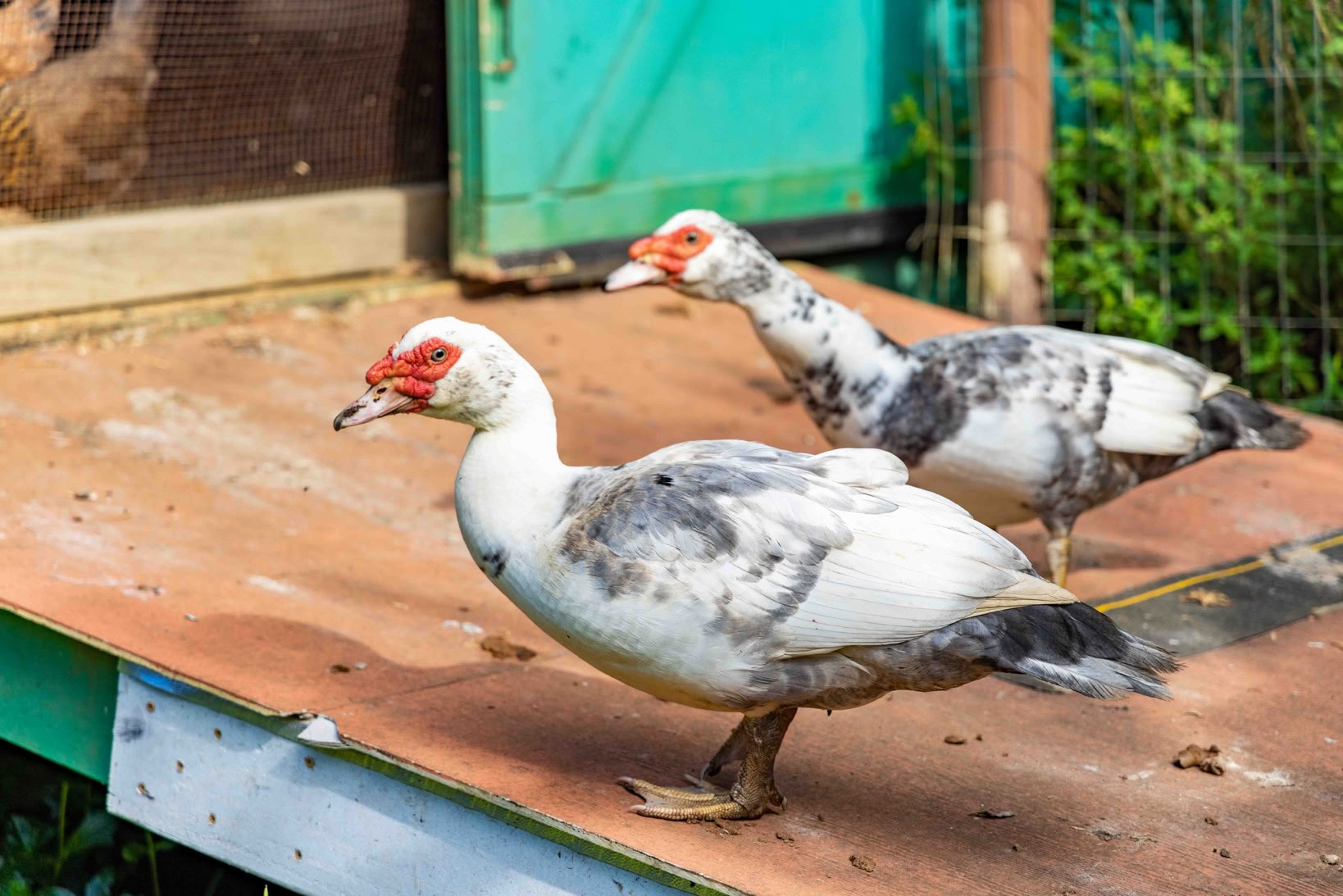 Visite de la ferme Aloha Maui