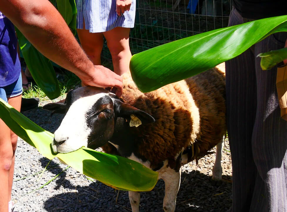 Visite de la ferme Aloha Maui