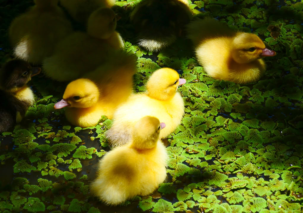 Visite de la ferme Aloha Maui