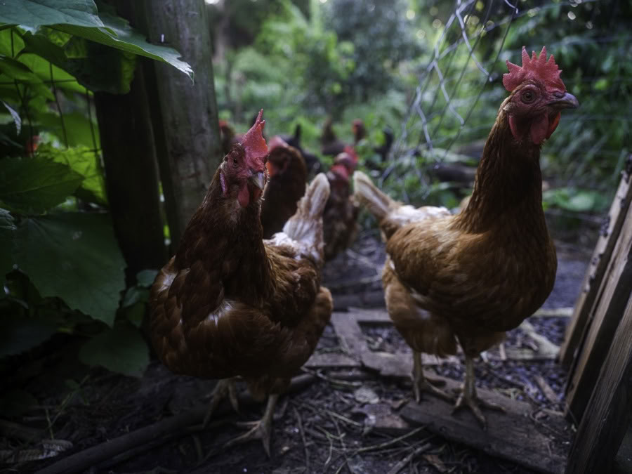 Visite de la ferme Aloha Maui