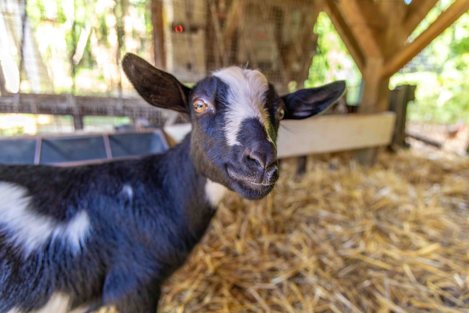 Visite de la ferme Aloha Maui