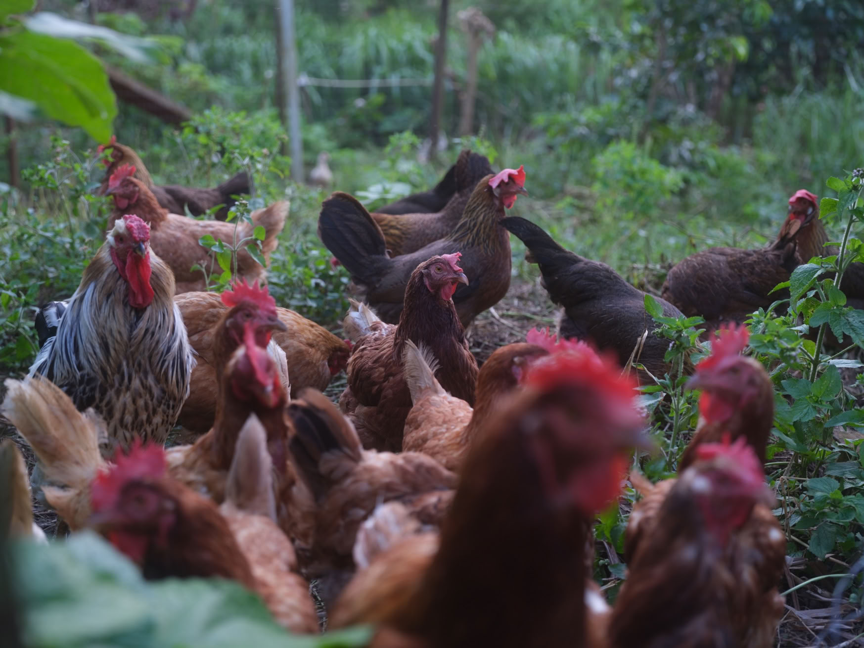 Visite de la ferme Aloha Maui