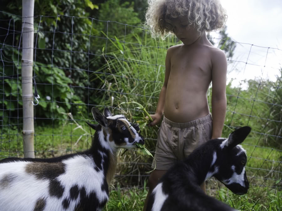Visite de la ferme Aloha Maui