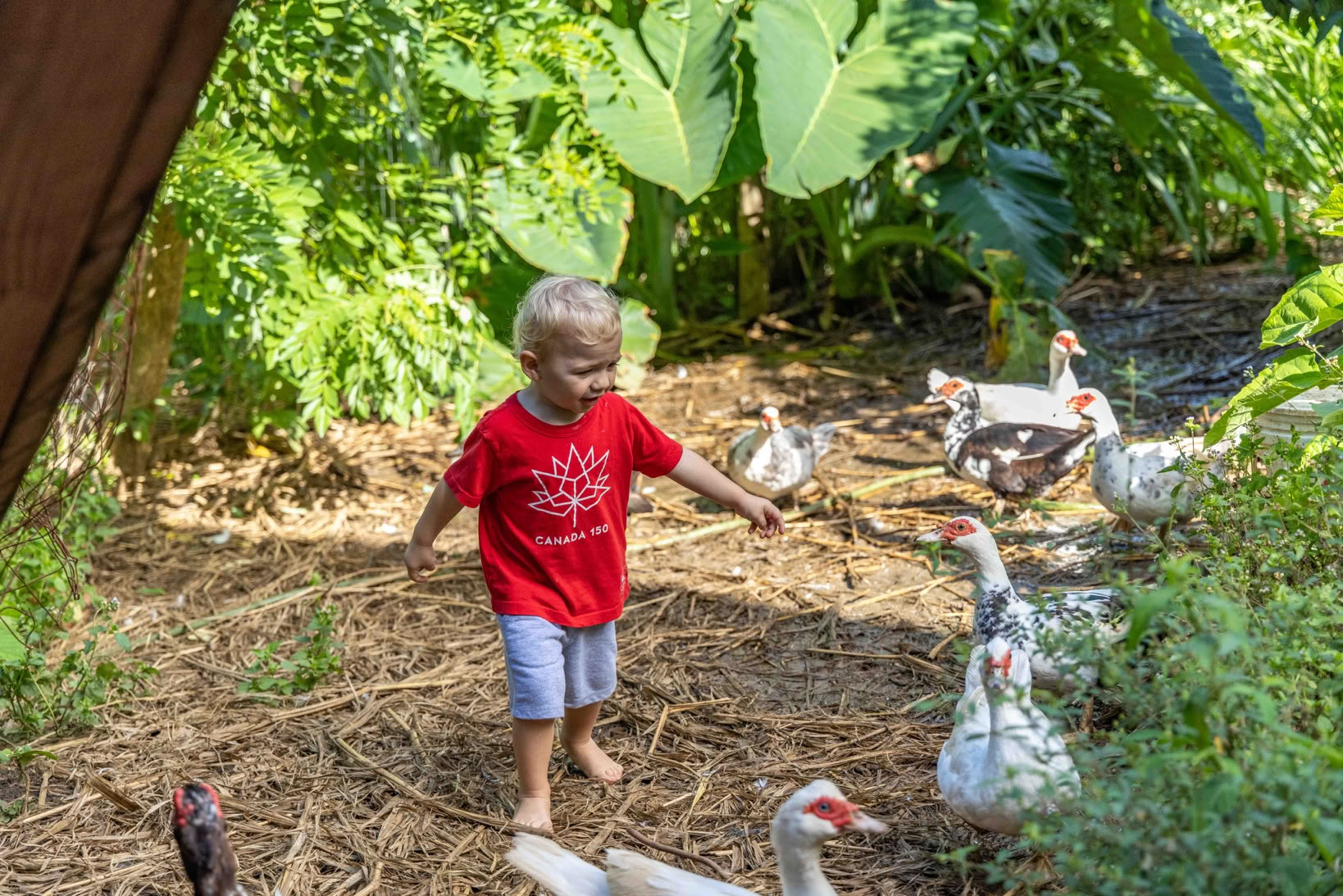 Visite de la ferme Aloha Maui