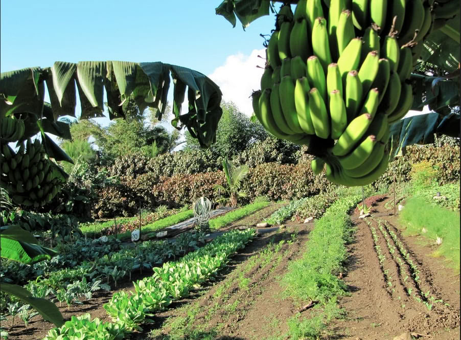 Visite de la ferme Aloha Maui