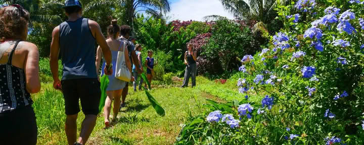 Visite de la ferme Aloha Maui