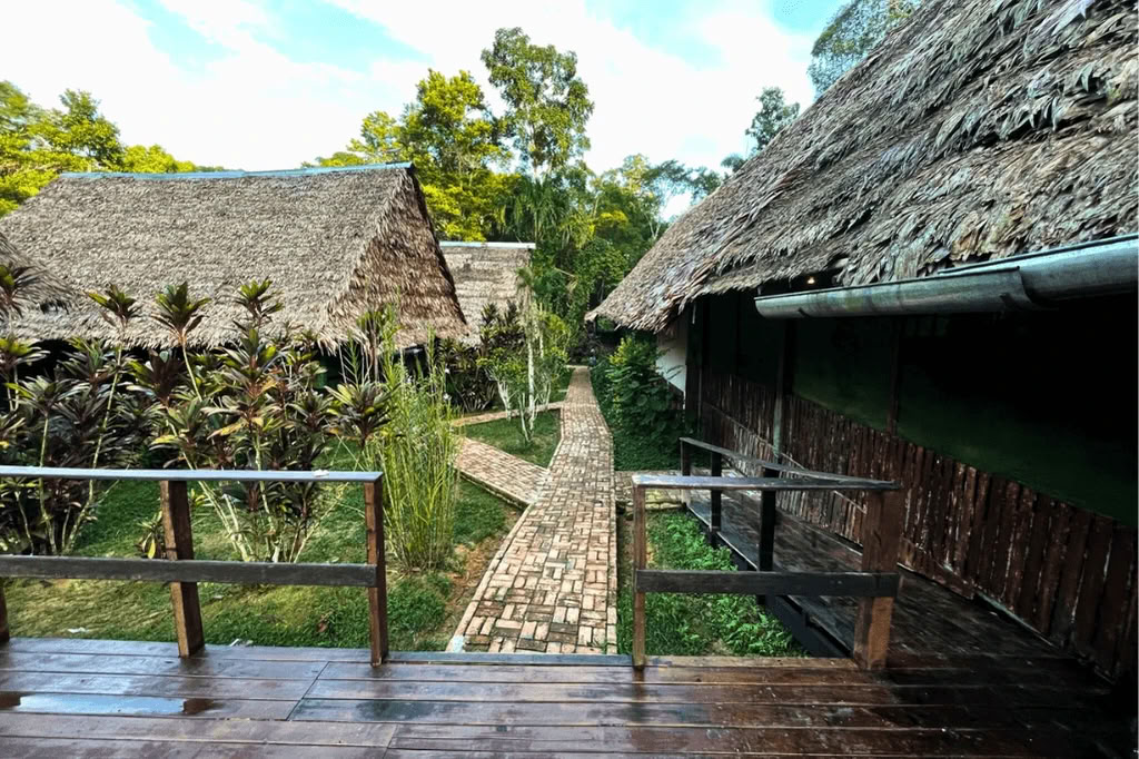 Amazon - Blue Morpho Lodge 3 ayahuasca & 1 San Pedro