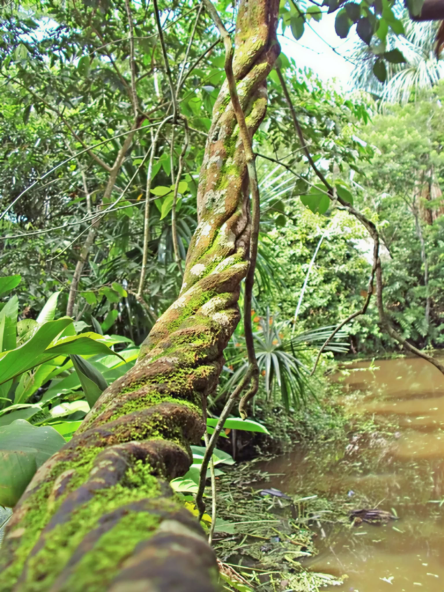 Retraite Basique d'Ayahuasca