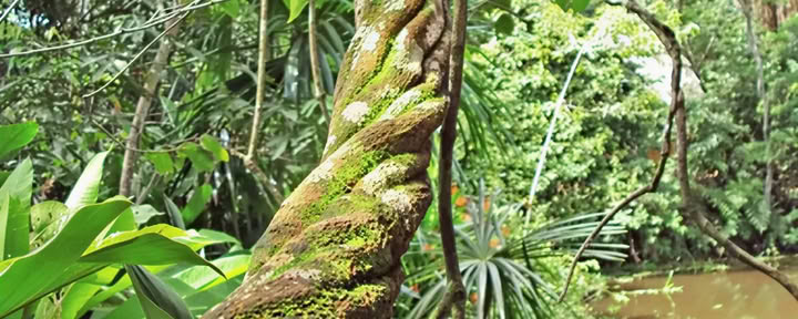 Retraite Basique d'Ayahuasca