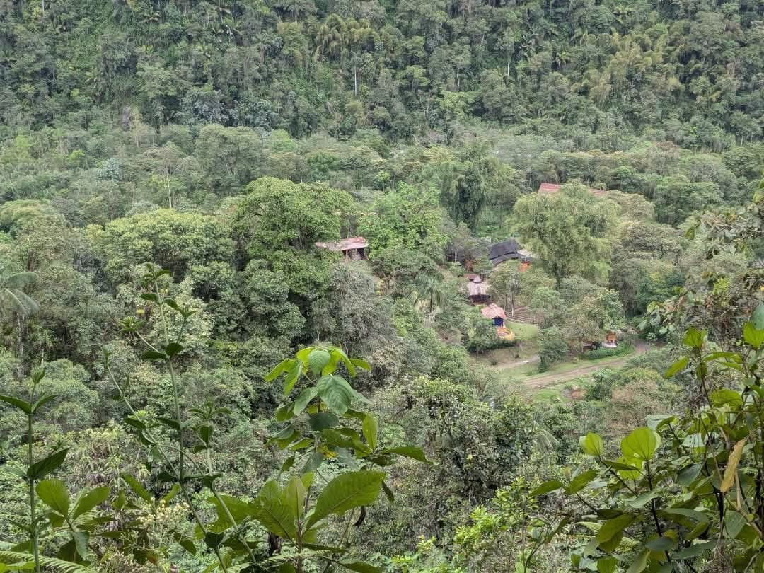 Cérémonie d'ayahuasca en journée à la réserve naturelle Hayulima