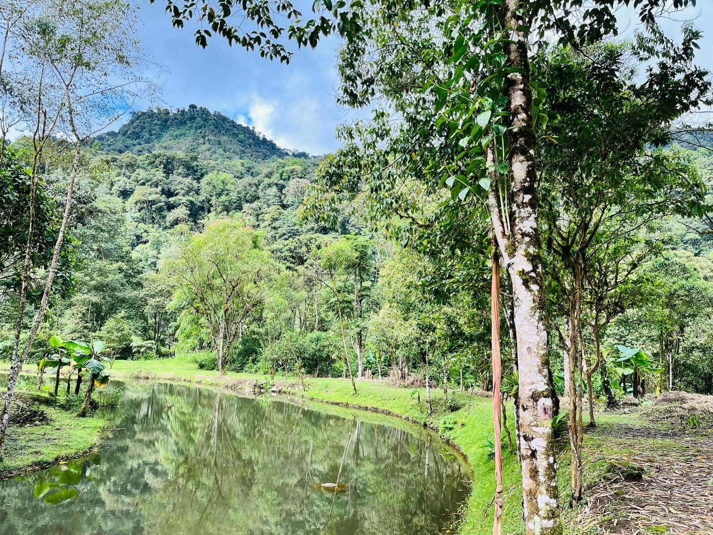 Cérémonie d'ayahuasca en journée à la réserve naturelle Hayulima