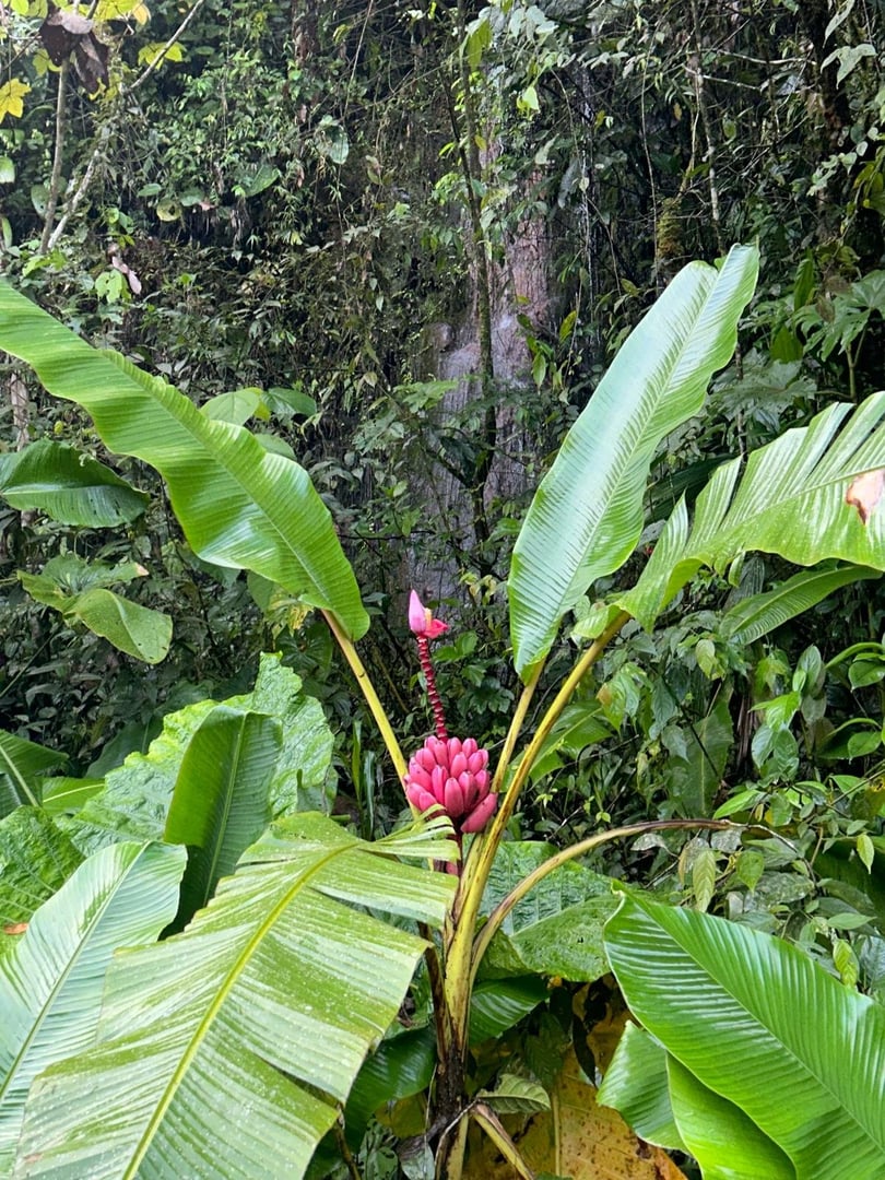 Cérémonie d'ayahuasca en journée à la réserve naturelle Hayulima