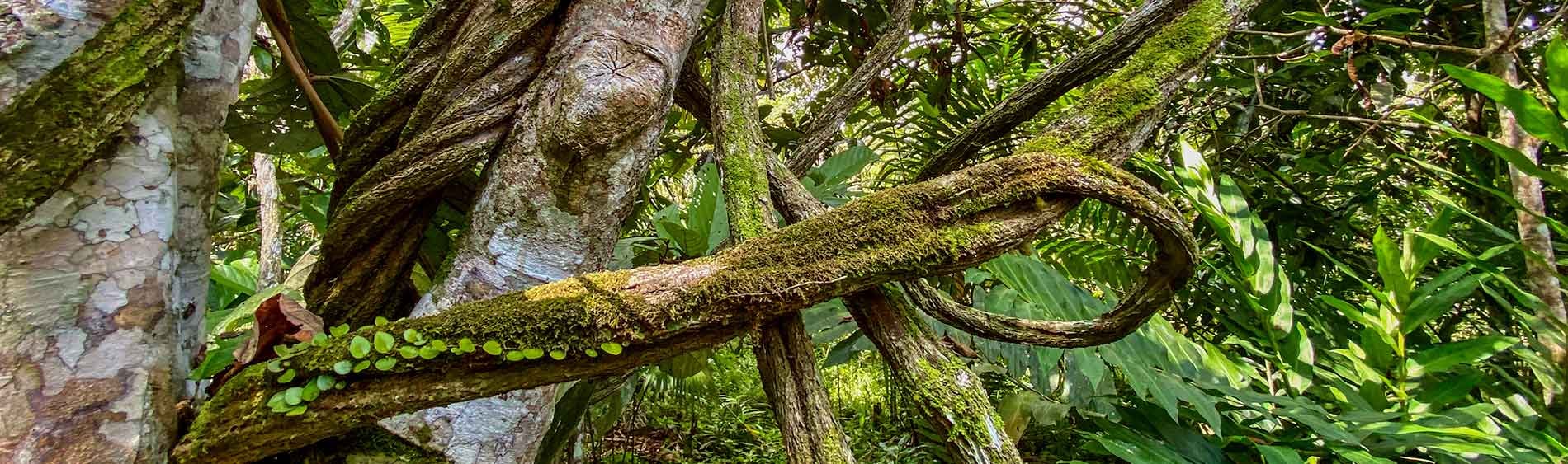 Retraite de guérison à l'ayahuasca + retraite d'intégration de 5 jours