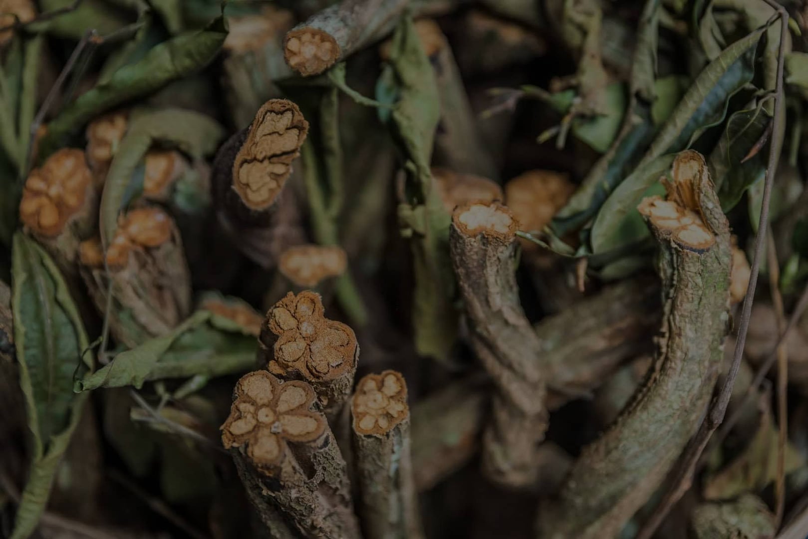 Retraite de guérison à l'ayahuasca + retraite d'intégration de 5 jours