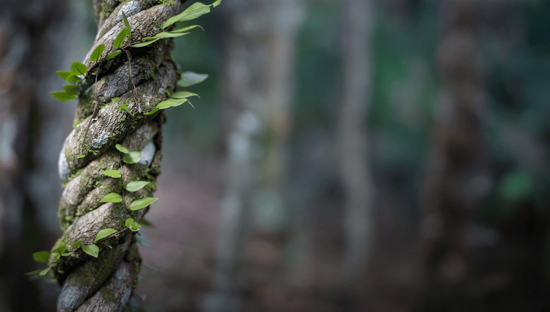 Retraite de guérison à l'ayahuasca + retraite d'intégration de 5 jours