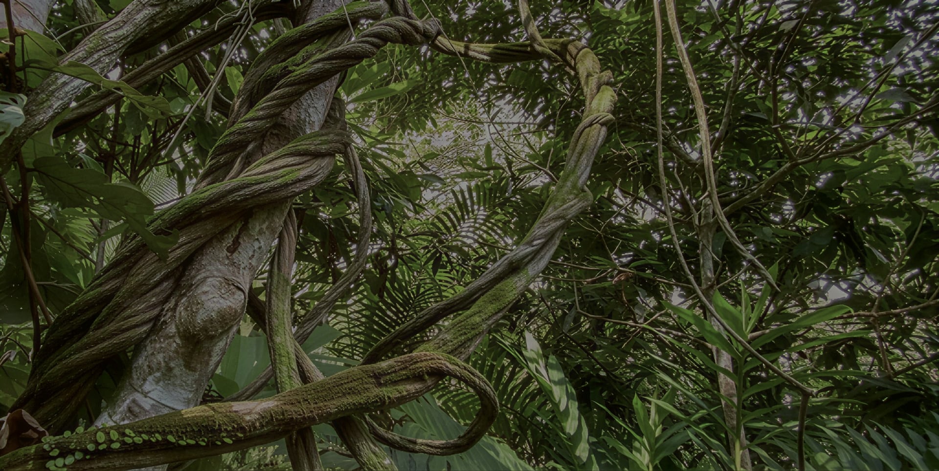 Retraite de guérison à l'ayahuasca + retraite d'intégration de 5 jours
