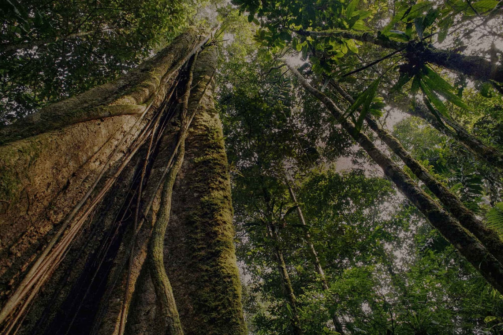Retraite de guérison à l'ayahuasca + retraite d'intégration de 5 jours
