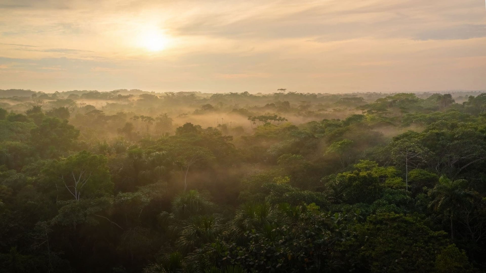 Retraite de guérison à l’ayahuasca pour femmes
