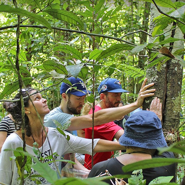 Cours de guérison et d’autonomisation à l’ayahuasca de quatre semaines