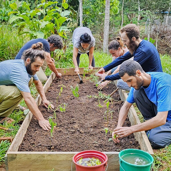 Cours d’initiation à l’ayahuasca Shipibo de huit semaines au Pérou – 5 juillet - 29 août 2026