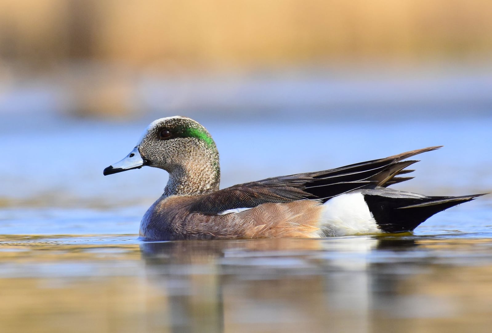 AVAS 4e samedis de promenade ornithologique