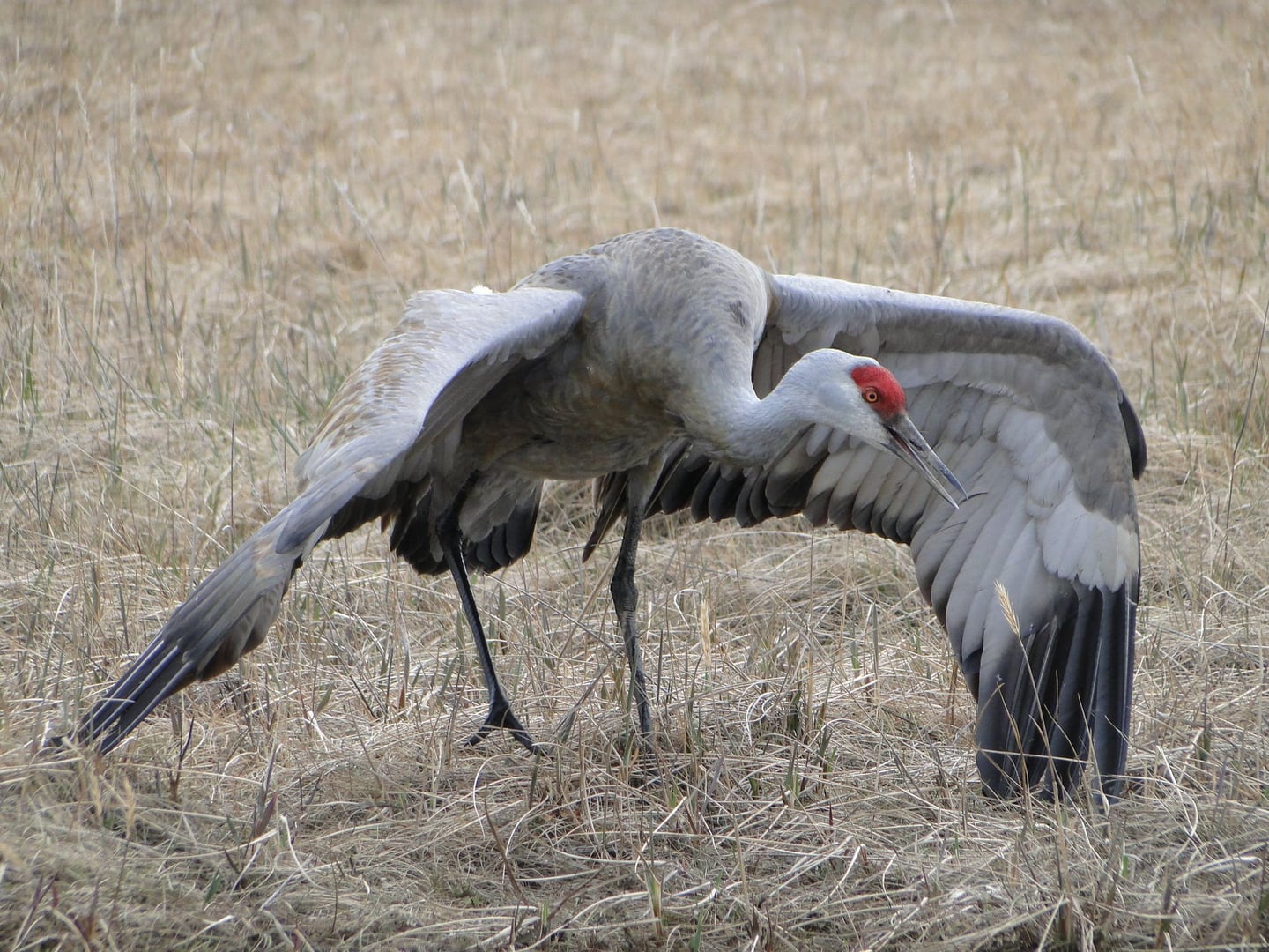 AVAS 4e samedis de promenade ornithologique