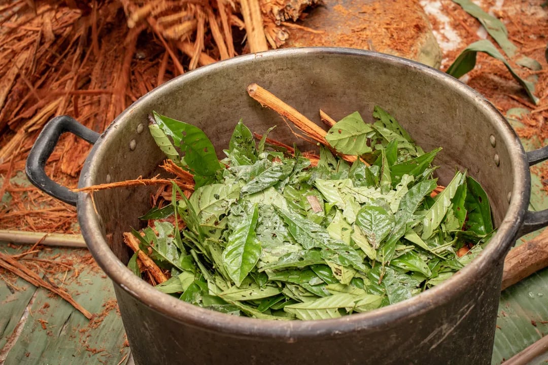 Cérémonie d’Ayahuasca