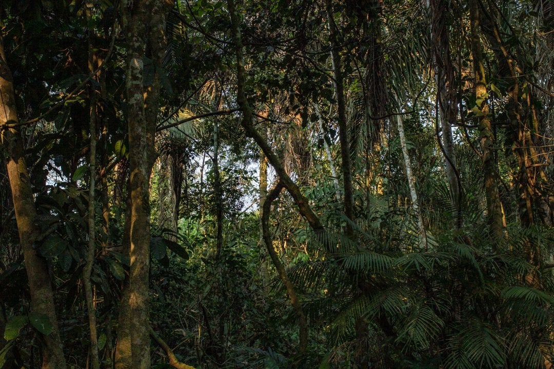 Cérémonie d’Ayahuasca