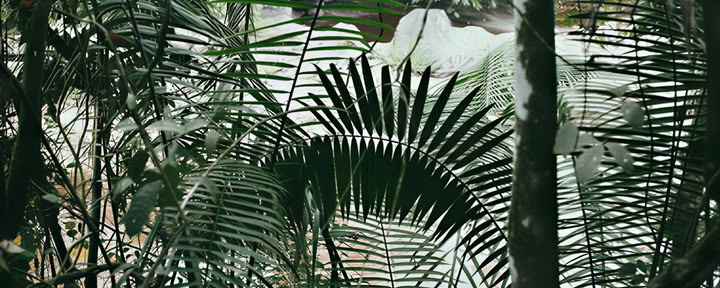 Retraite de 10 jours – Ayahuasca & Yoga
