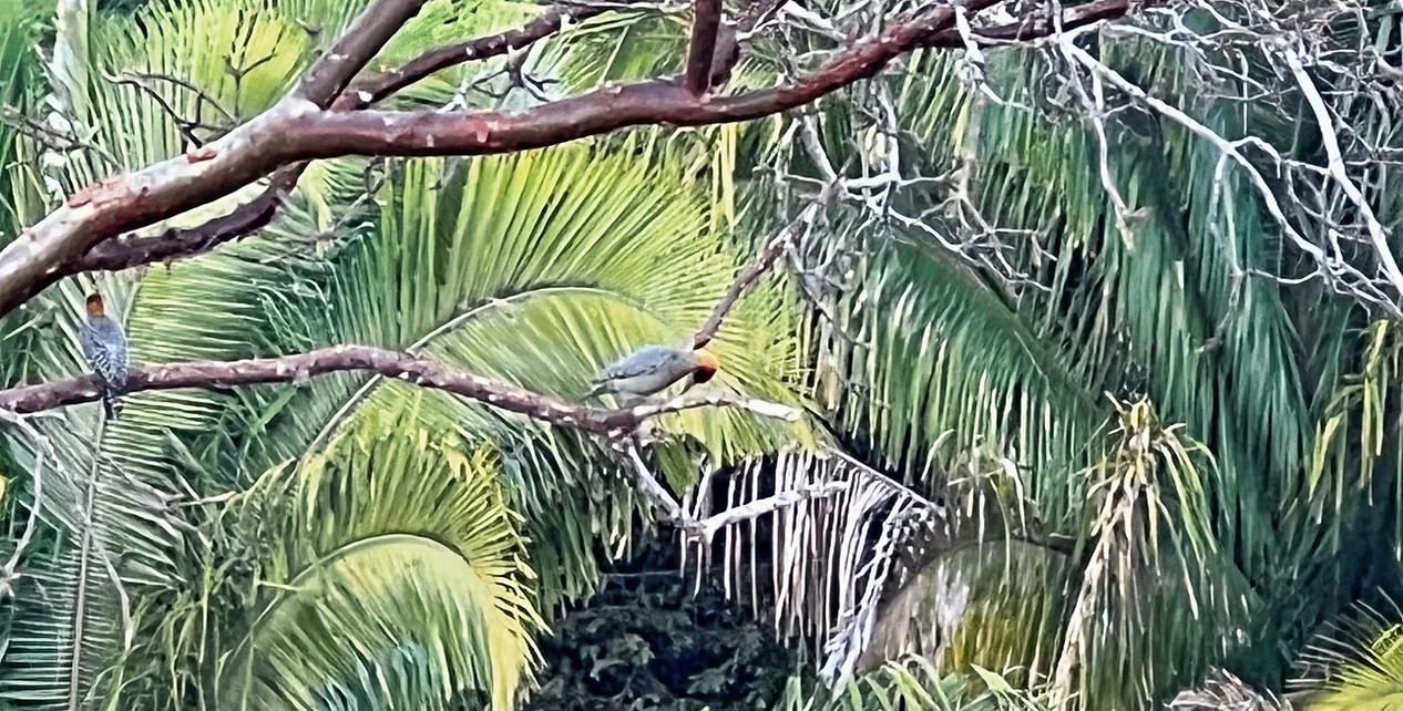 Retraite d'observation des oiseaux, de yoga et de bien-être
