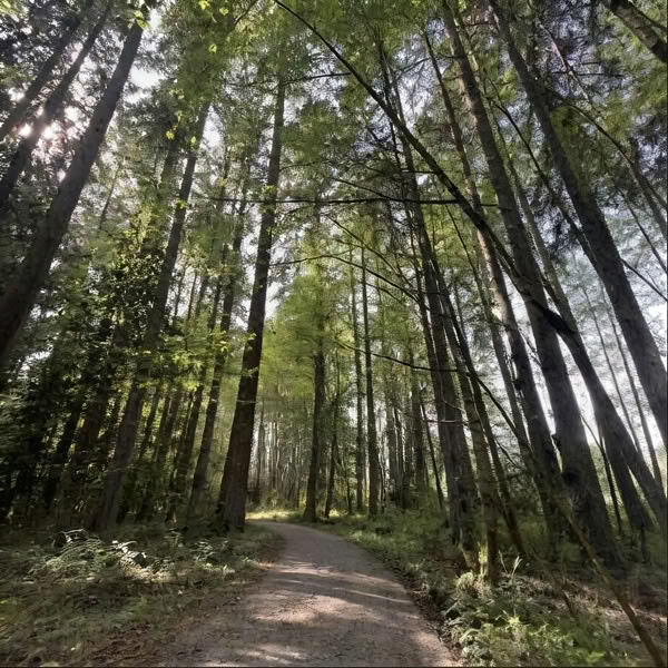 Forest Impressions: Une retraite de peinture à l’huile en pleine conscience