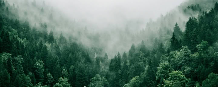 Immersion en thérapie forestière (groupe en visite)