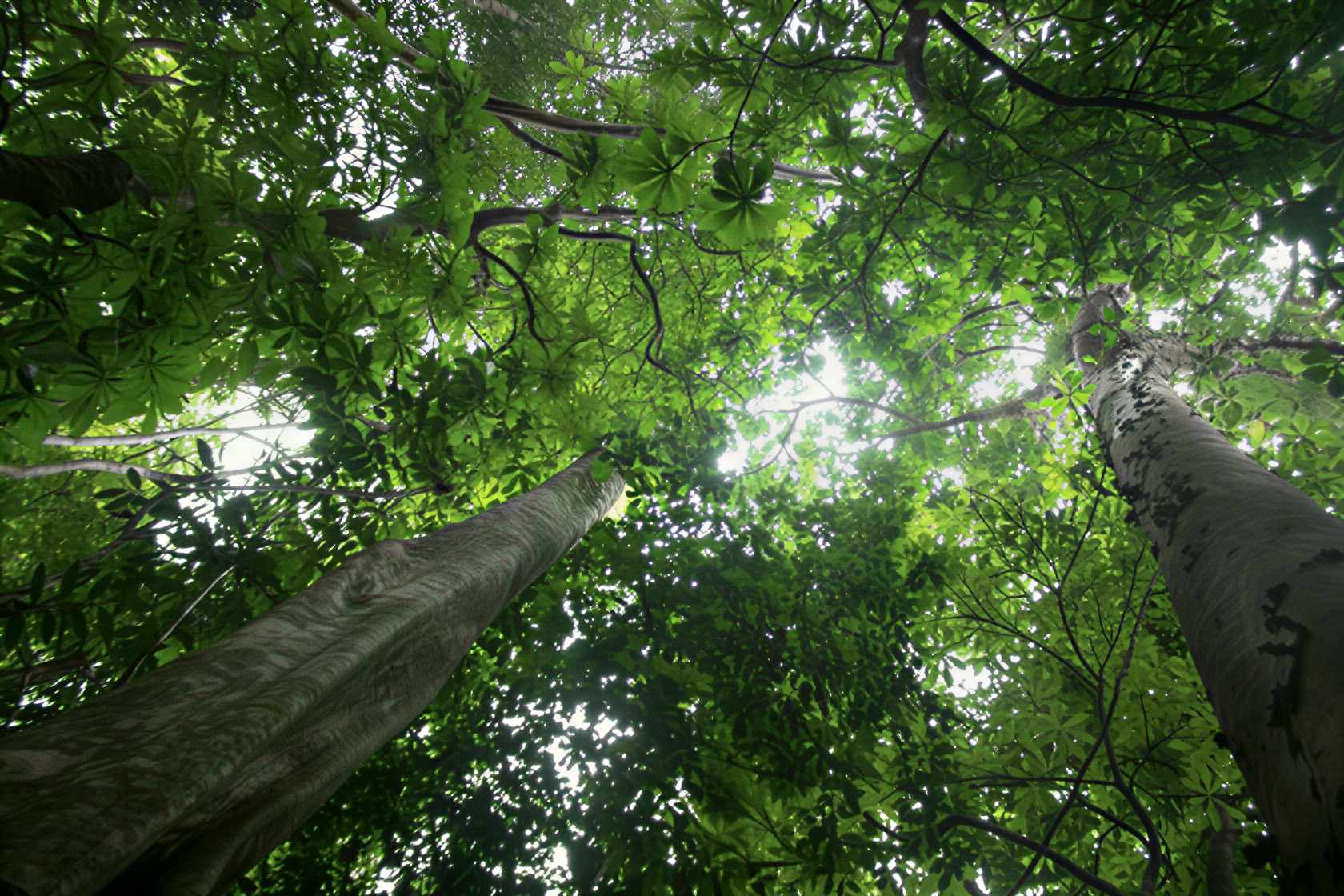 Construire des chaînes d’approvisionnement sans déforestation ni conversion dans le cadre du RDUE