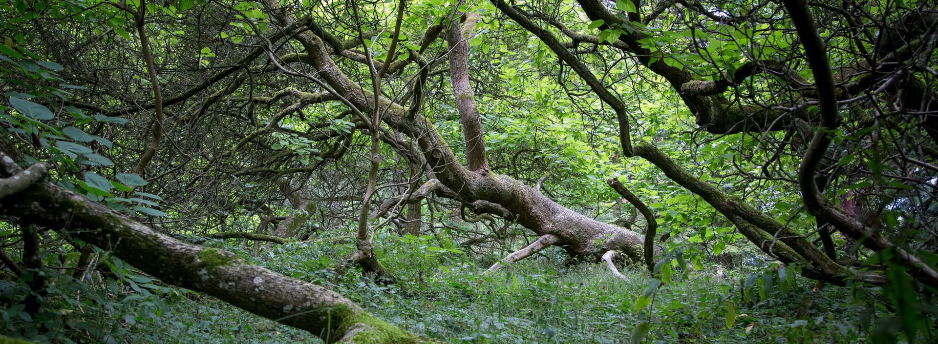 Solutions fondées sur la nature : cours de formation sur la restauration des écosystèmes et les projets carbone