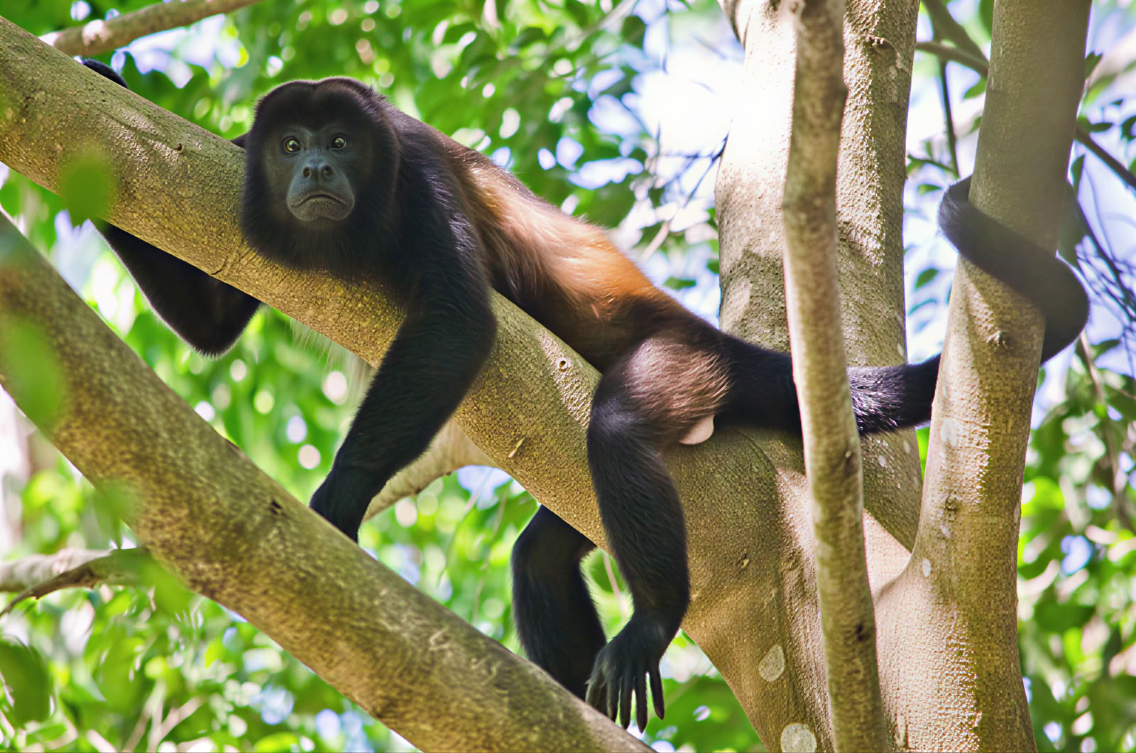 Excursion d’une journée à Manuel Antonio (une excursion d’une journée à San Jose)