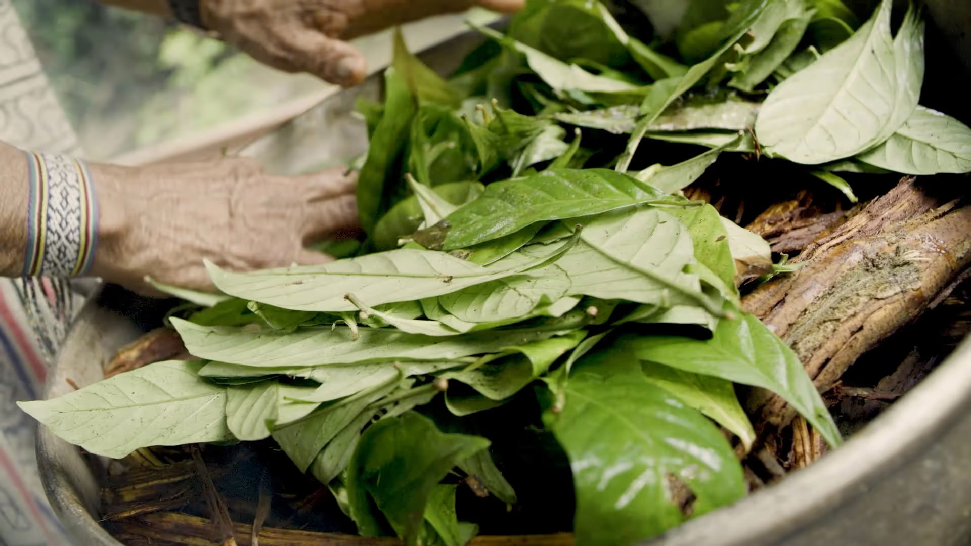 Retraite d'Ayahuasca de 14 jours