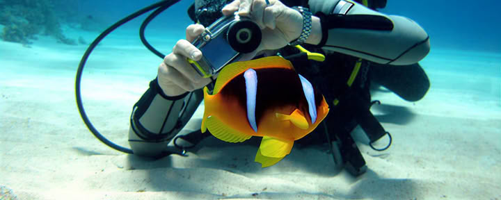 Photographie sous-marine – Point & Shoot