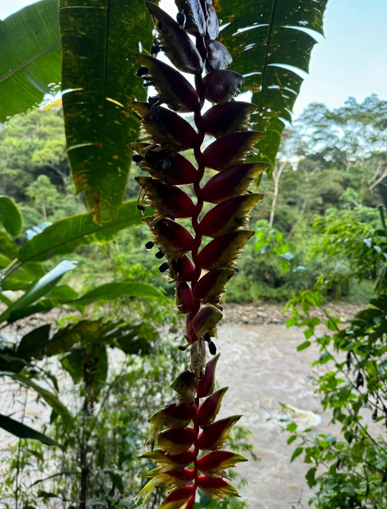 Retraite d'ayahuasca pour non-débutants